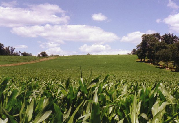 A view of 40N 76W from the side of the cornfield