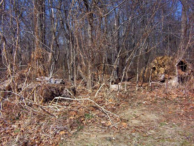 Looking north into the woods; note the uprooted tree.