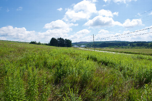 #1: The confluence point lies in an overgrown field, just 65 feet North of a road.  (This is also a view to the East.)