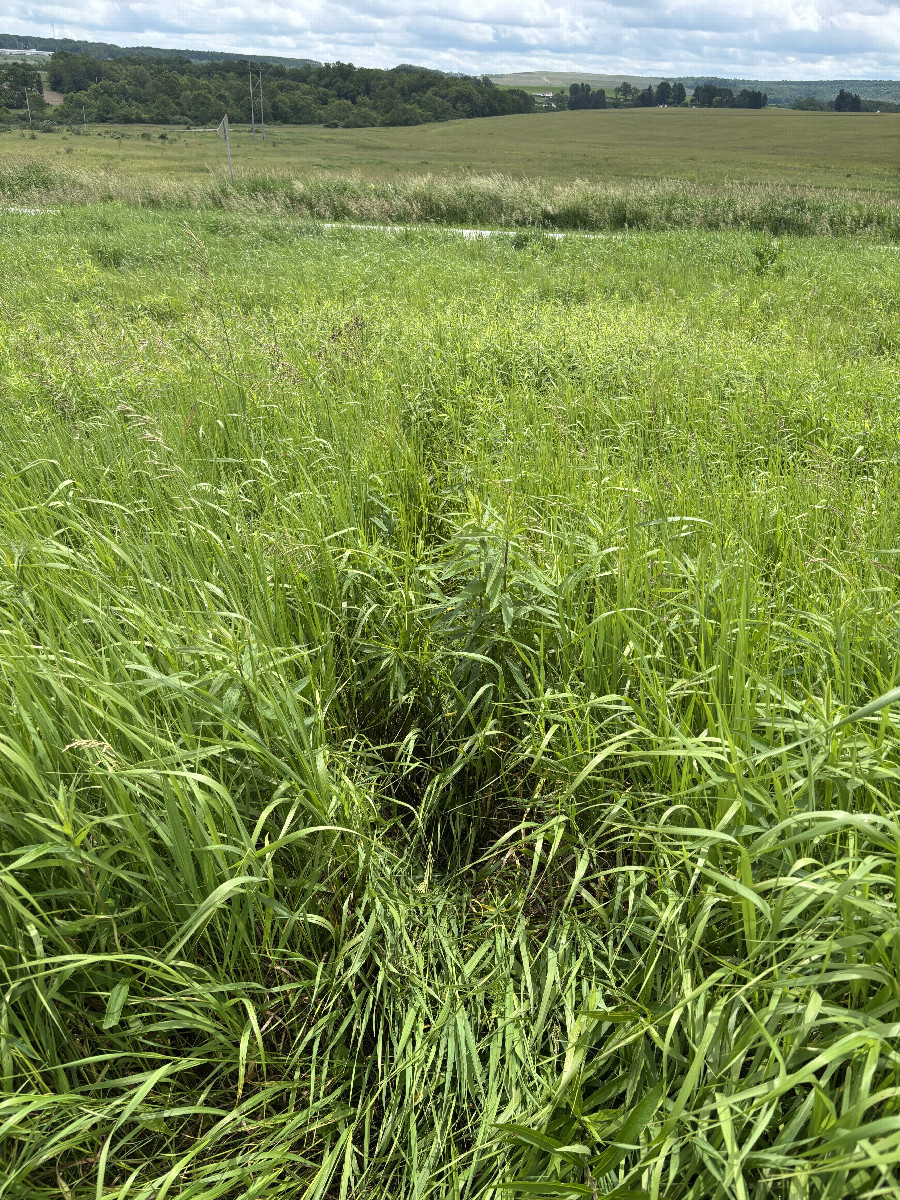 Looking south from the confluence point at path through grass. 