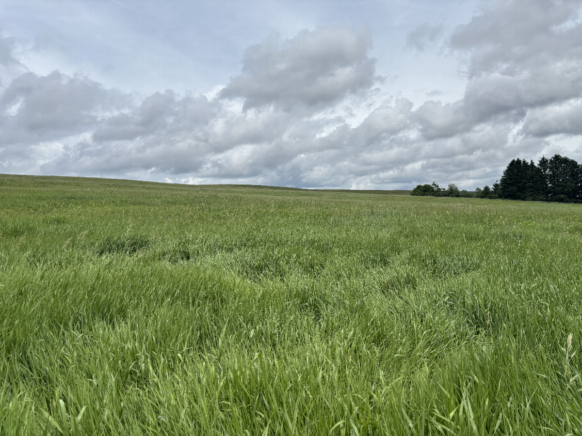 Site of the confluence point in the foreground, looking north east.  