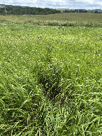 #10: Looking south from the confluence point at path through grass. 