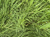 #8: Ground cover at the confluence point. 