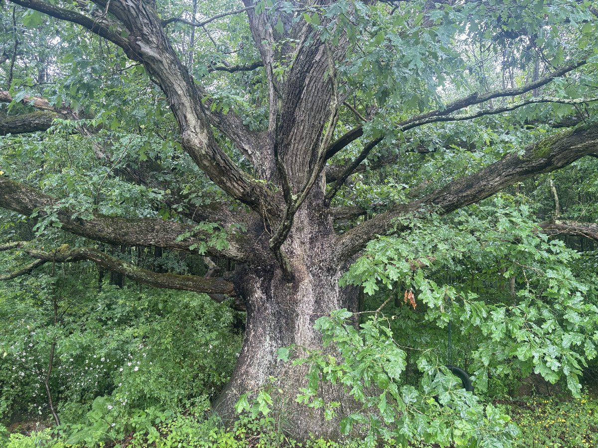 Looking south from the confluence point at the very old oak tree there.  