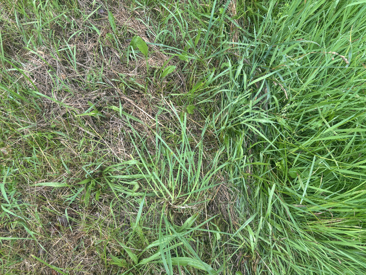 Ground cover at the confluence point.