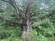 #4: Looking south from the confluence point at the very old oak tree there.  