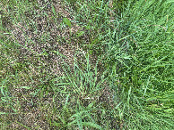#8: Ground cover at the confluence point.