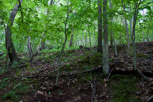 #1: The confluence point lies in a forest, on a steep slope.  (This is also a view to the East, up the slope.)