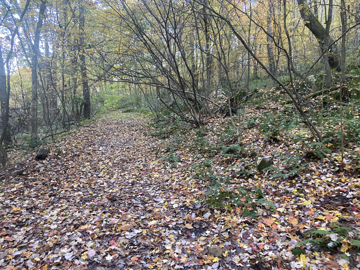 Leaf strewn faint trail near the confluence point. 