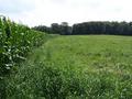 #7: View South from the edge of the corn field.