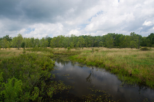 #1: The confluence point lies in a swampy creek.  (This is also a view to the North, from 104m away)