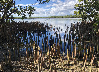 #9: Nearby Mangrove Forest
