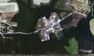 #5: Aerial view (Google Earth) of 34N 79W.