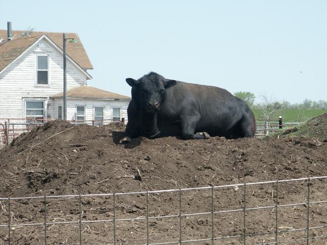 Bull sitting atop pile of manure near confluence