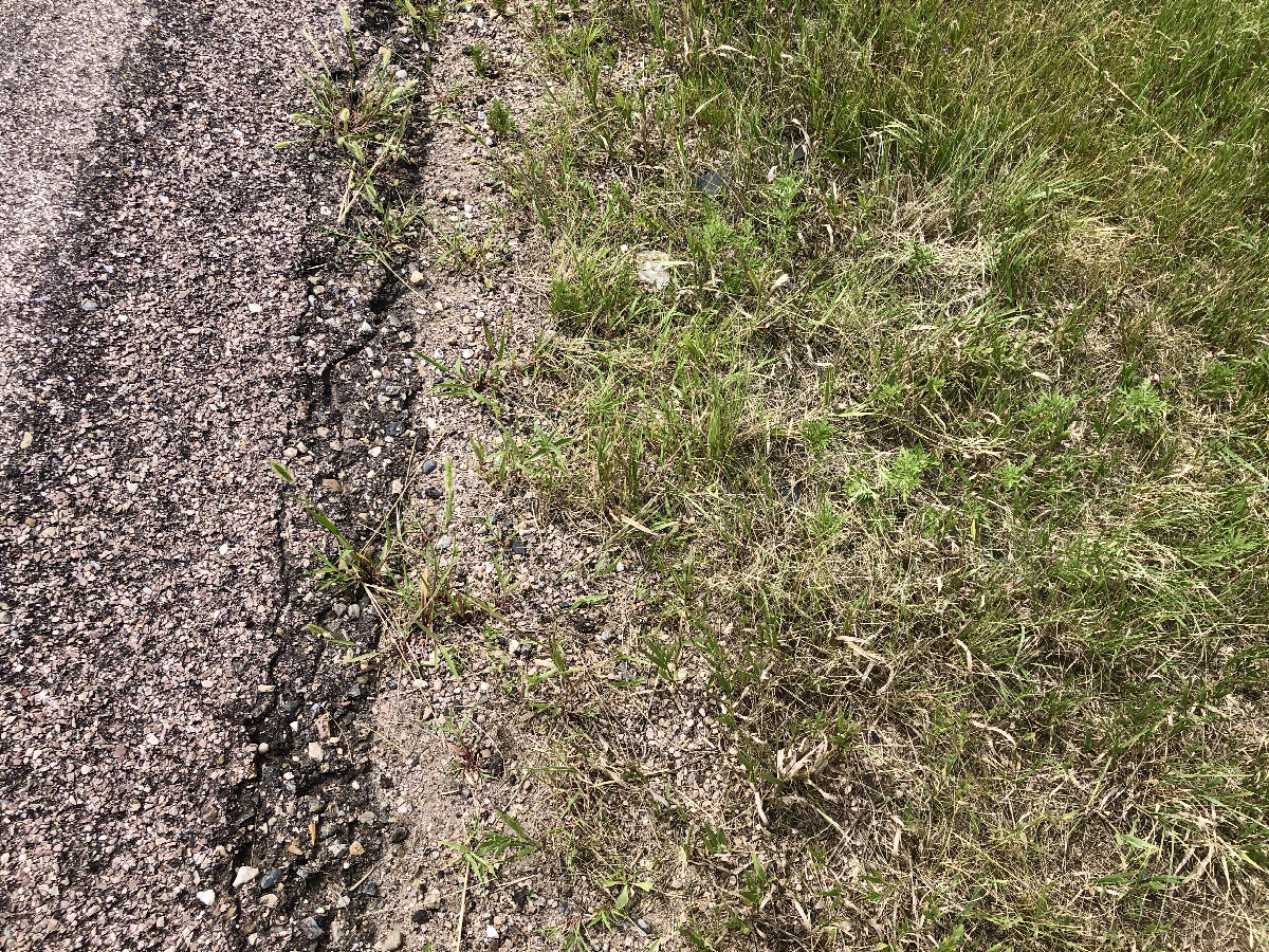 Ground cover (Any closer to the highway and it would be all asphalt!).