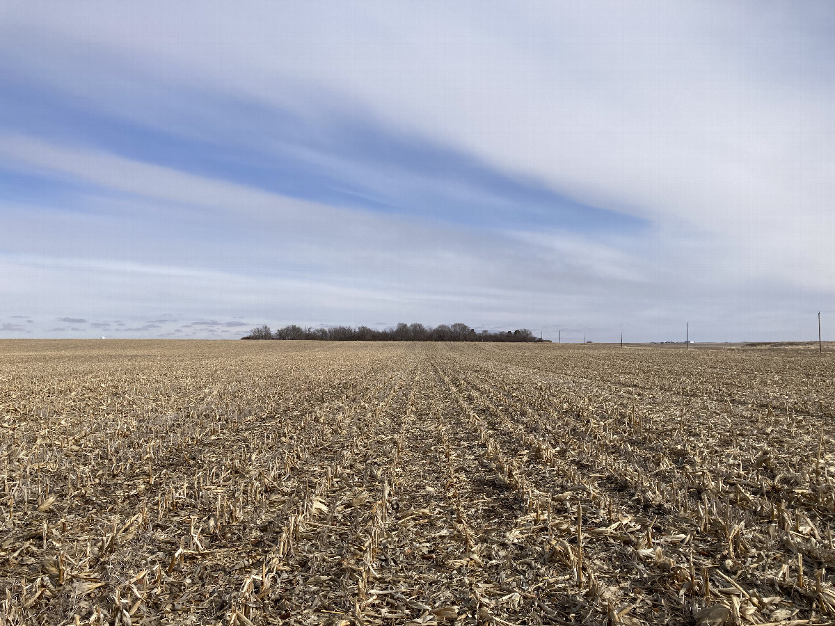 Looking east, toward the nearest farm home (behind the trees)