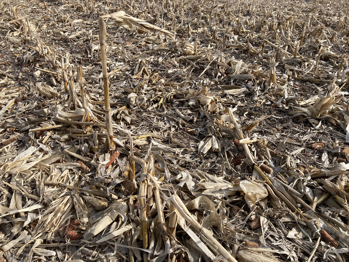 Confluence corn stalk