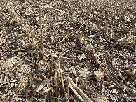 #7: Confluence corn stalk