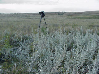 #1: The site looking south with the sagebrush.