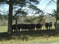 #4: The curious cows close to the confluence to the West