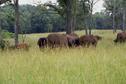 #7: Buffalo and Elk at nearby Land Between Lakes
