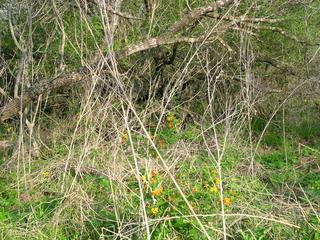 #1: Looking northeast to the confluence through orange flowers (lantana)