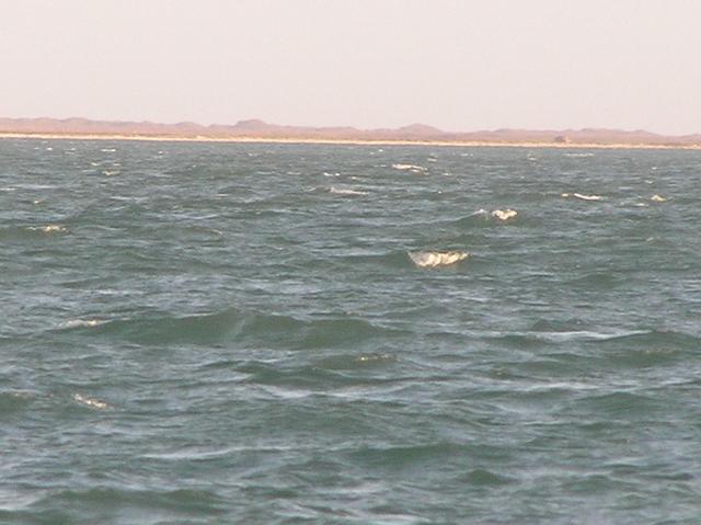 View to the east from the confluence, showing the barrier island that separates Aransas Bay from the Gulf of Mexico.