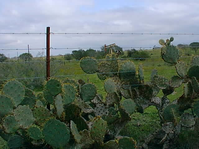 The cactus