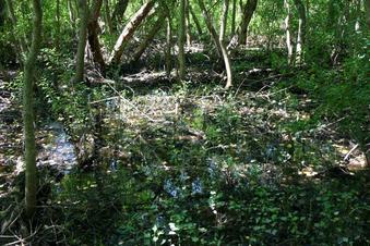 #1: It is in a swamp.  Looks like mosquito breeding grounds.