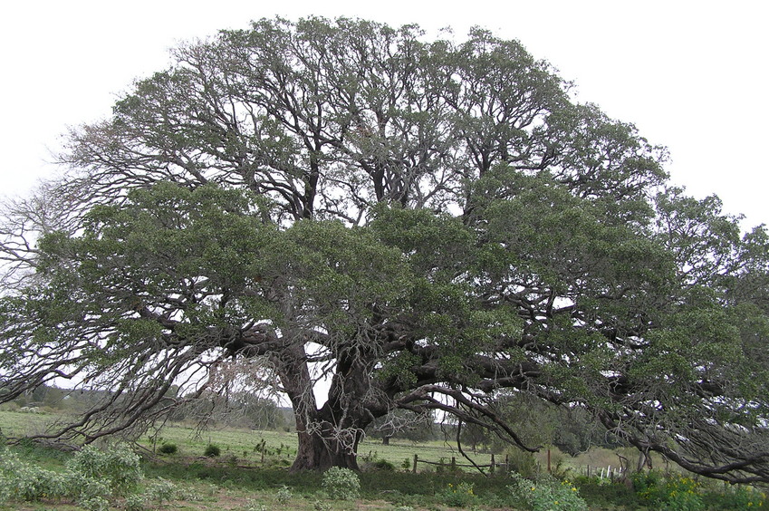 Magnificent live oak 150 meters southwest of the confluence that we passed twice during our trek to the point.