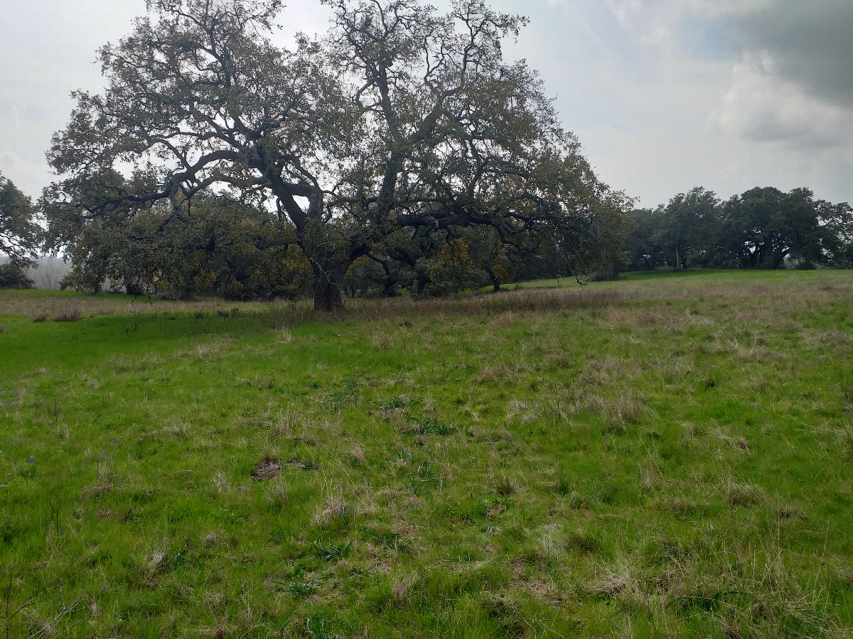 Mature Oak - near  the real point