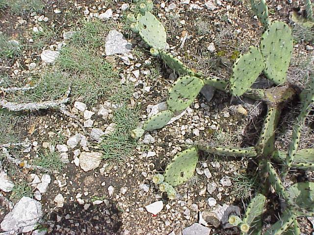 Ground cover at the confluence site includes prickly pear, live oak, and juniper.