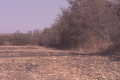 #4: View from confluence along fence row toward the East and Texas Rt. 77 (10/1999)
