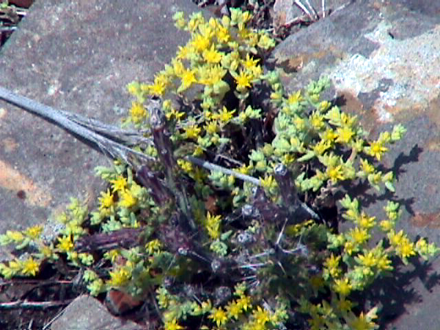 Yellow flowers at site