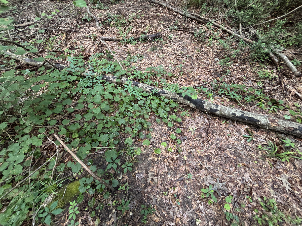 Ground cover at the confluence. 