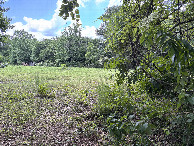 #10: Looking north from the grove of trees into the pasture.