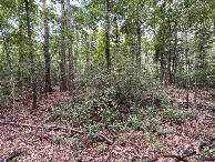 #5: A view to the west from the confluence point.