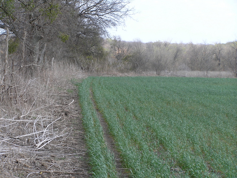 Alfalfa field edge, approaching the confluence from the west, looking east-northeast with about 200 meters to go.