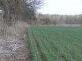 #7: Alfalfa field edge, approaching the confluence from the west, looking east-northeast with about 200 meters to go.