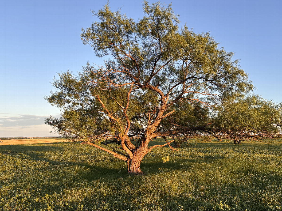 One of the rare trees in the area, en route to the confluence.