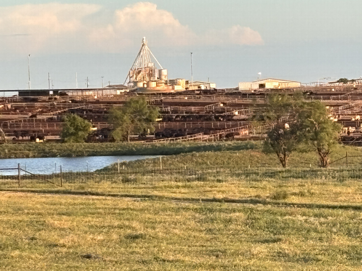 The large cattle operation to the south of the confluence area. 
