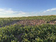 #2: A view to the north from the confluence.