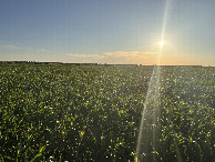 #5: A view to the west from the confluence point.