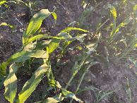 #6: Ground cover at the confluence. 