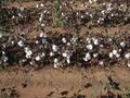 #7: Cotton Plants ready for harvest