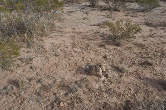#1: The confluence point (marked by Bob Reneau's rock cairn from 2001) lies within scrubby desert vegetation