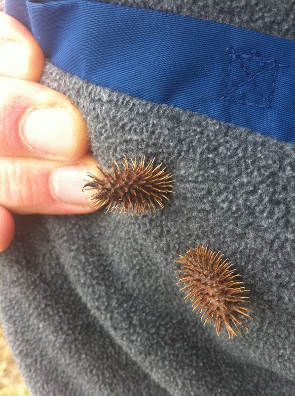Big Texas-sized burrs on me as I walked away from the confluence.