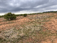 #3: A view to the east from the confluence.