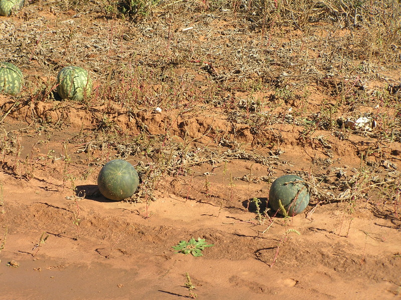 Some gourds or melons in the groundcover at the confluence point. 