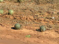 #7: Some gourds or melons in the groundcover at the confluence point. 